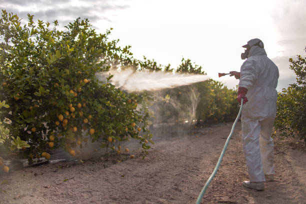 Best Affordable Pest Control Services  in Byram, MS